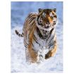 Immagine di Tigre nella neve - 500PZ