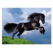 Immagine di FRESIAN BLACK HORSE - 500PZ