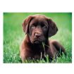 Immagine di CHOCOLATE PUPPY - 500PZ